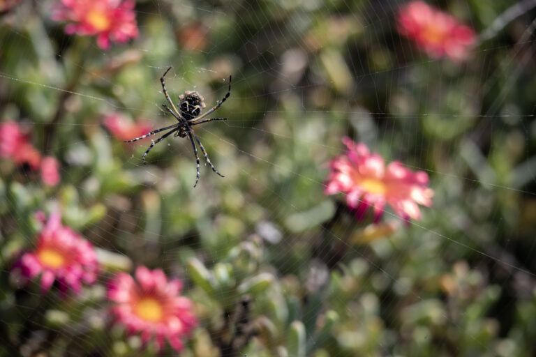 Orb weaver spider in San Clemente, California