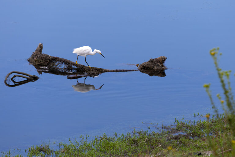 Snowy egret at San Diego River Estuary